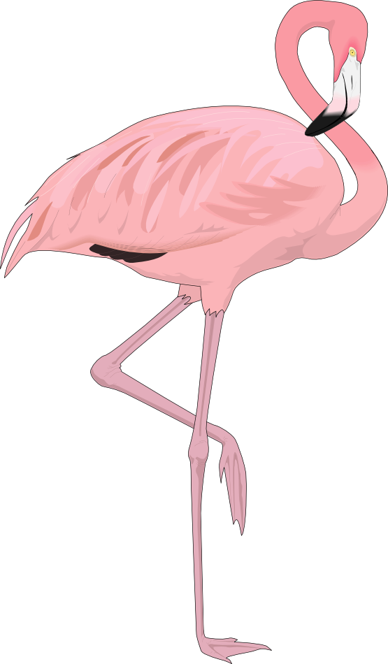 flamingo cartoon images flamingo cartoon images