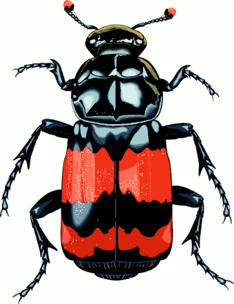Animated Light Bug Clipart