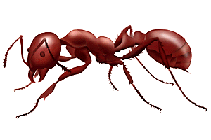 Ant Cartoon - ClipArt Best
