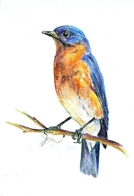 Watercolour, Pencil and Bluebirds