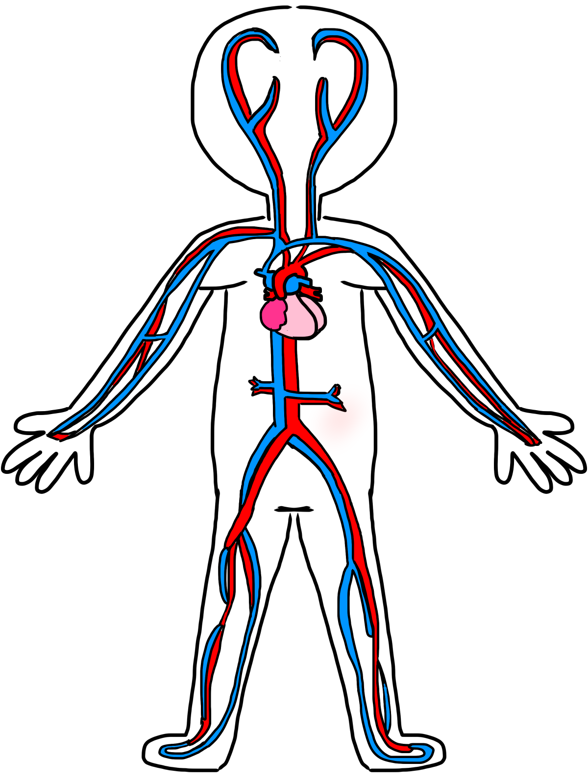 Circulatory System Diagram Unlabeled - ClipArt Best