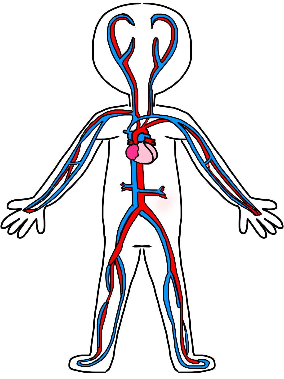 Image of Circulatory System Clipart #6578, Circulatory System ...