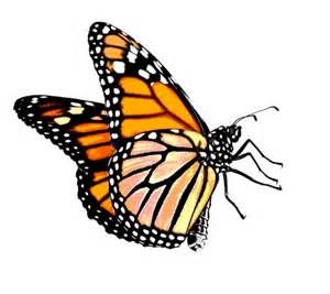 1000+ images about Butterfly drawings