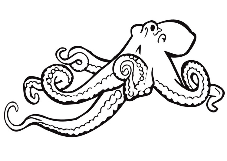 Simple Outline Octopus Tattoo Design