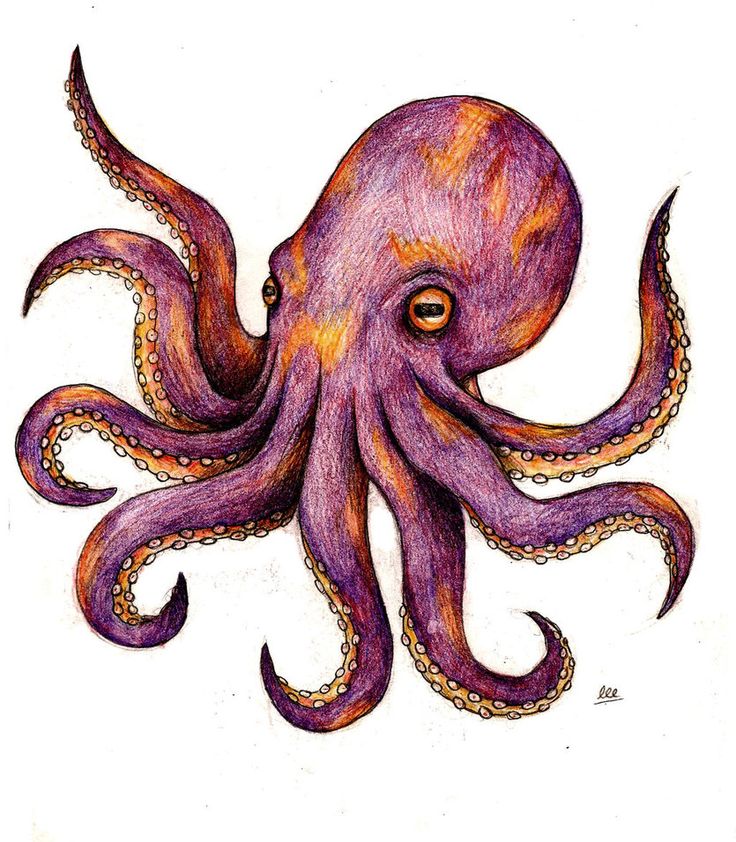 Octopus Tattoo Design | Octopus ...