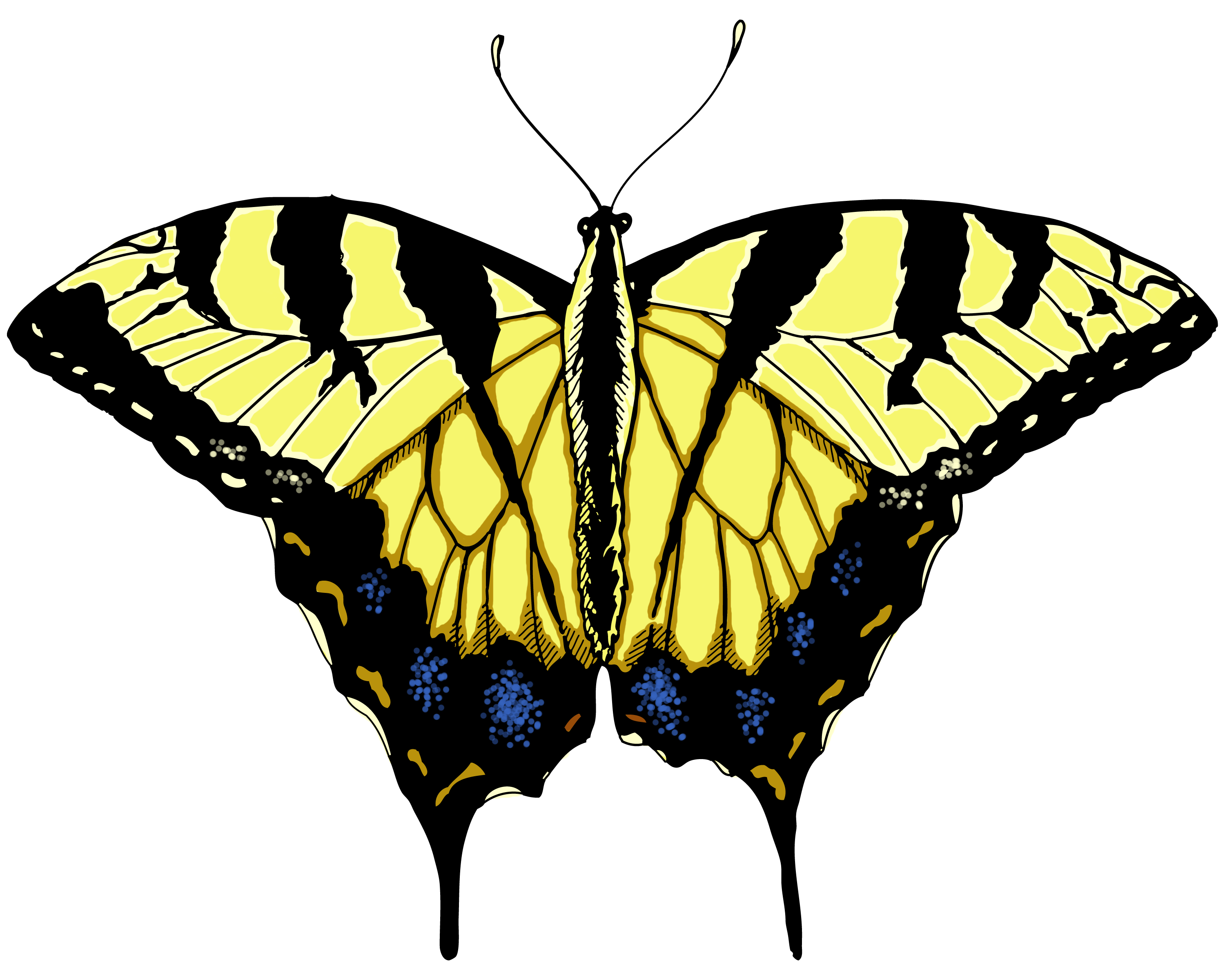 Yellow Swallowtail Butterfly – Illustrated | One Illustration A ...