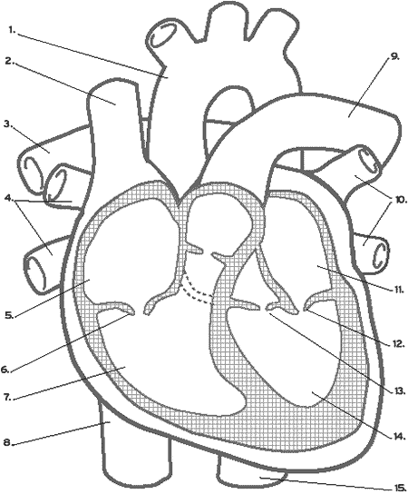 The Mammalian Heart Quiz - By Joetgm