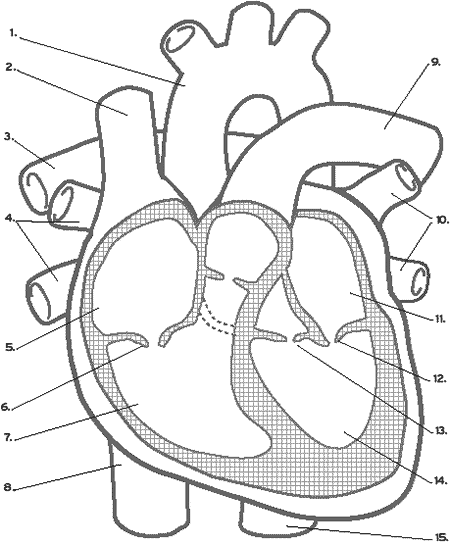 heart diagram no labels | Maria Lombardic