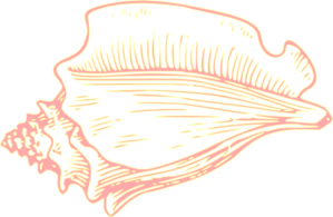 pink-yellow-conch-shell-md.png
