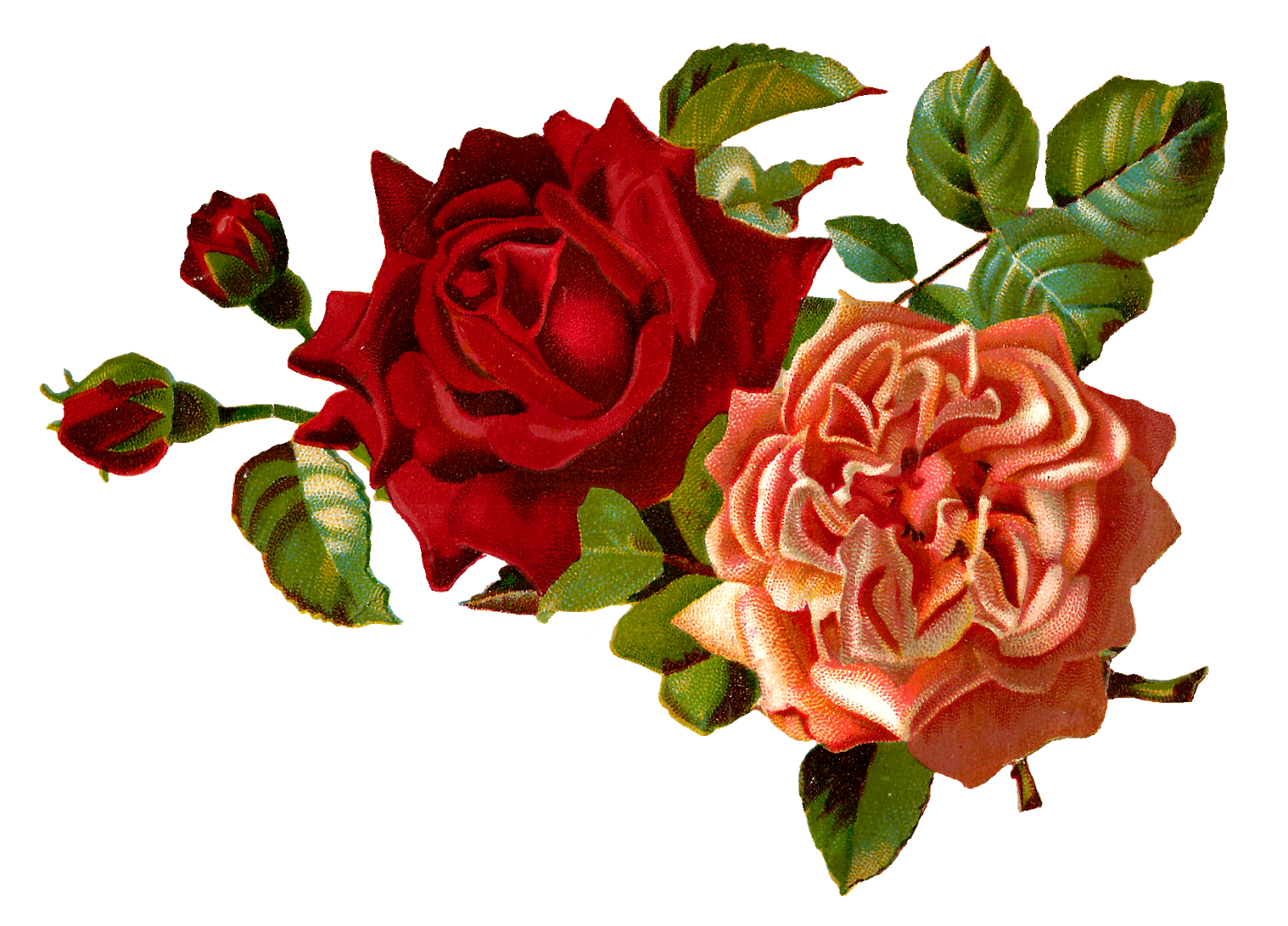 Antique Images: Stock Rose Flowers Digital Images Corner Design