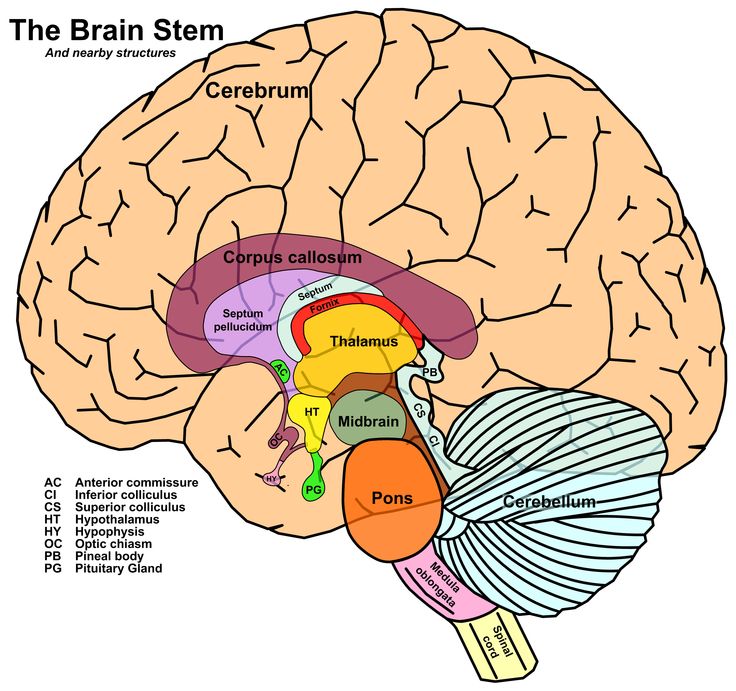 Brain Parts Diagram - ClipArt Best