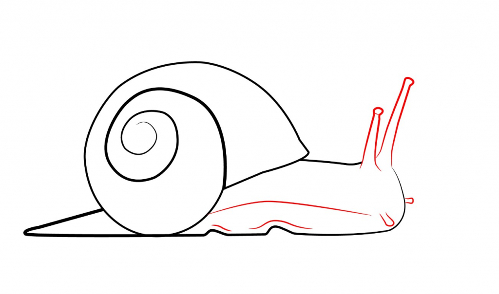 How Do You Draw A Snail - Pencil Art Drawing
