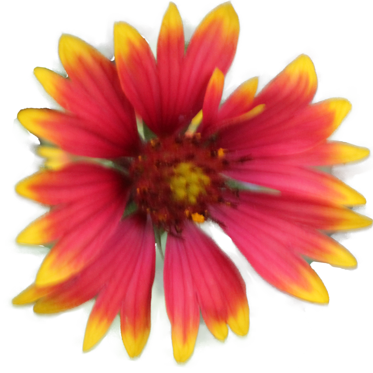 clipart summer flowers - photo #20