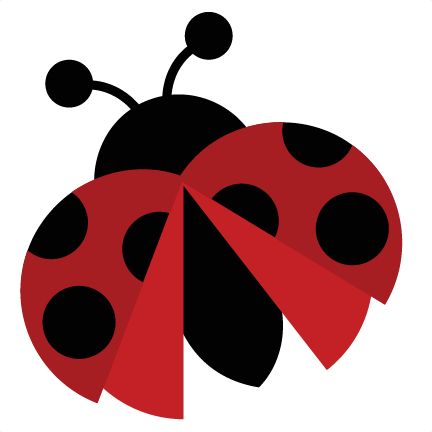 1000+ images about Ladybug