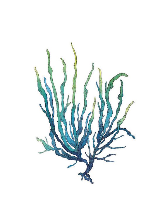 Line Drawing Kelp : Line drawing of seaweed clipart best