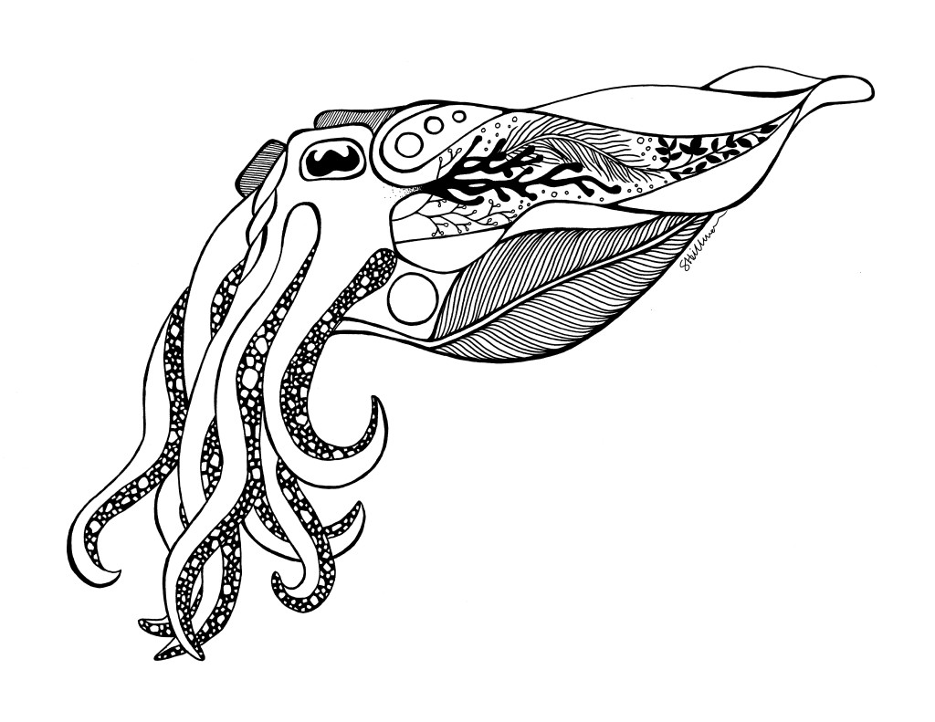 Cuttlefish Drawing - ClipArt Best