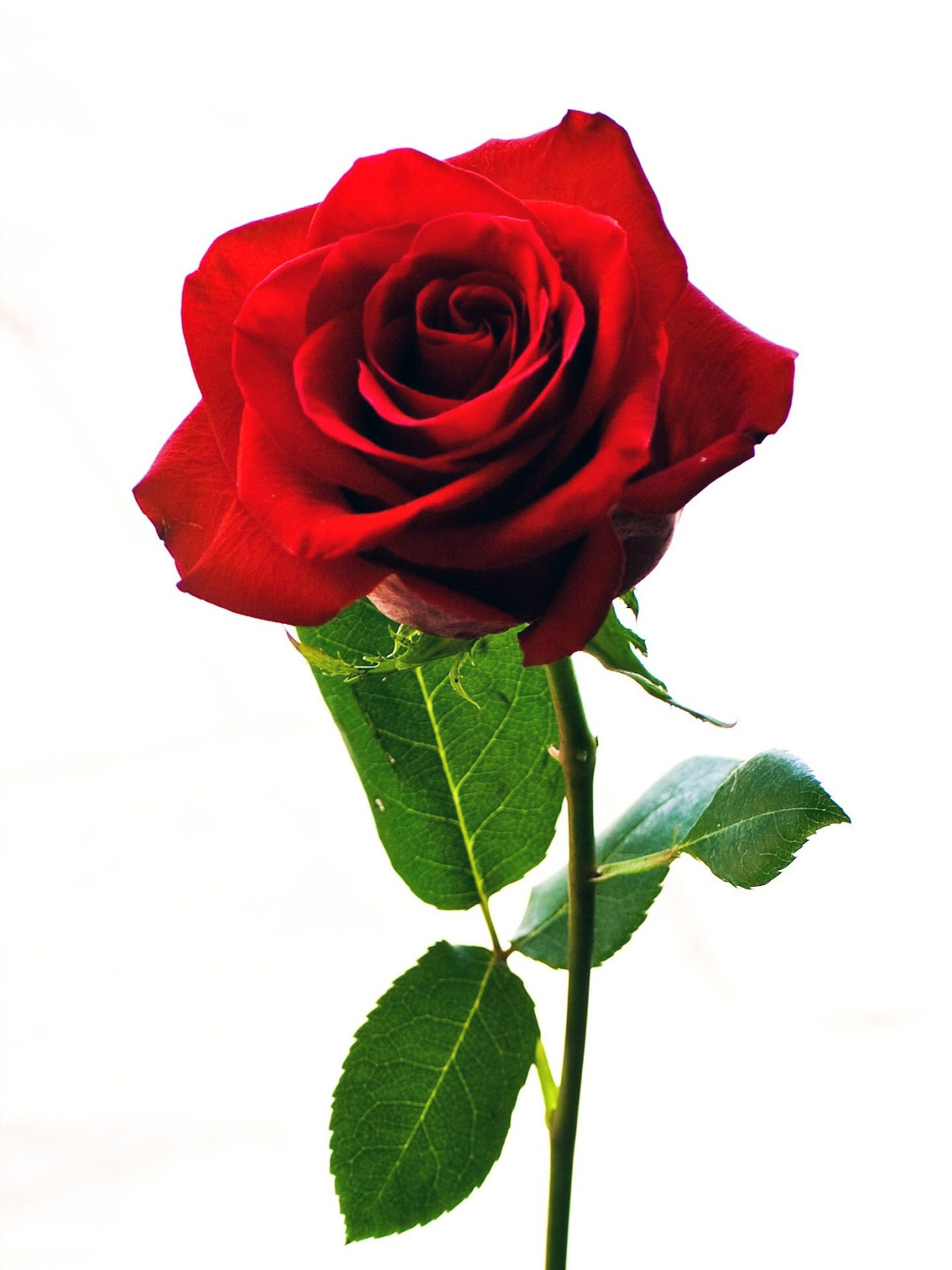 Download Gambar Bunga Mawar Merah Terbaru