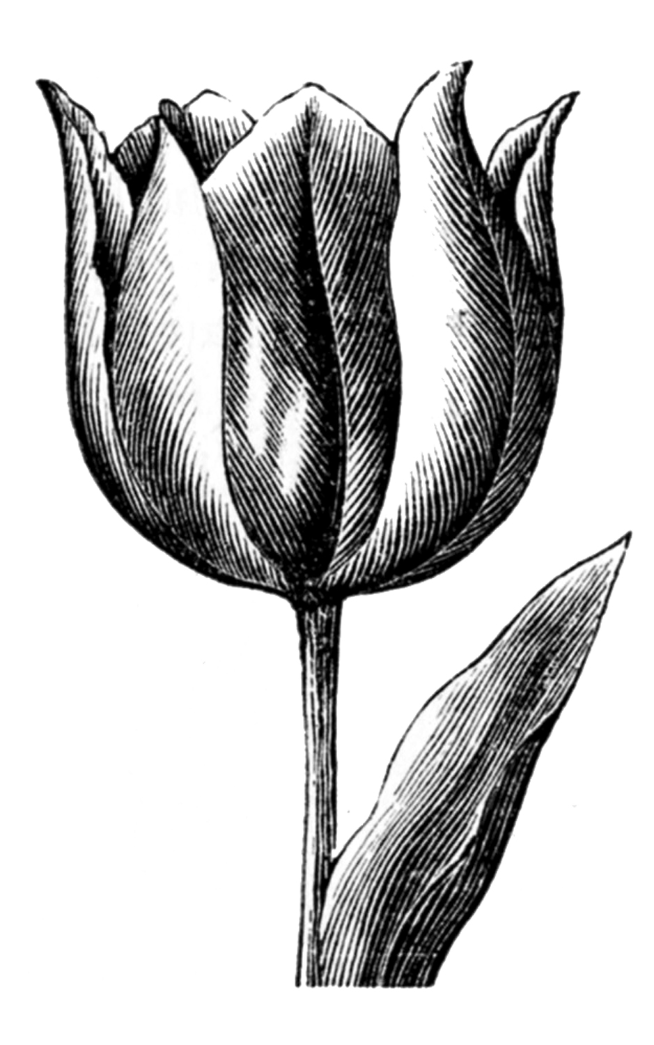 tulip clip art free black and white - photo #13