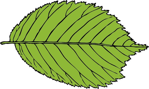 Bi Serrate Leaf clip art Free Vector