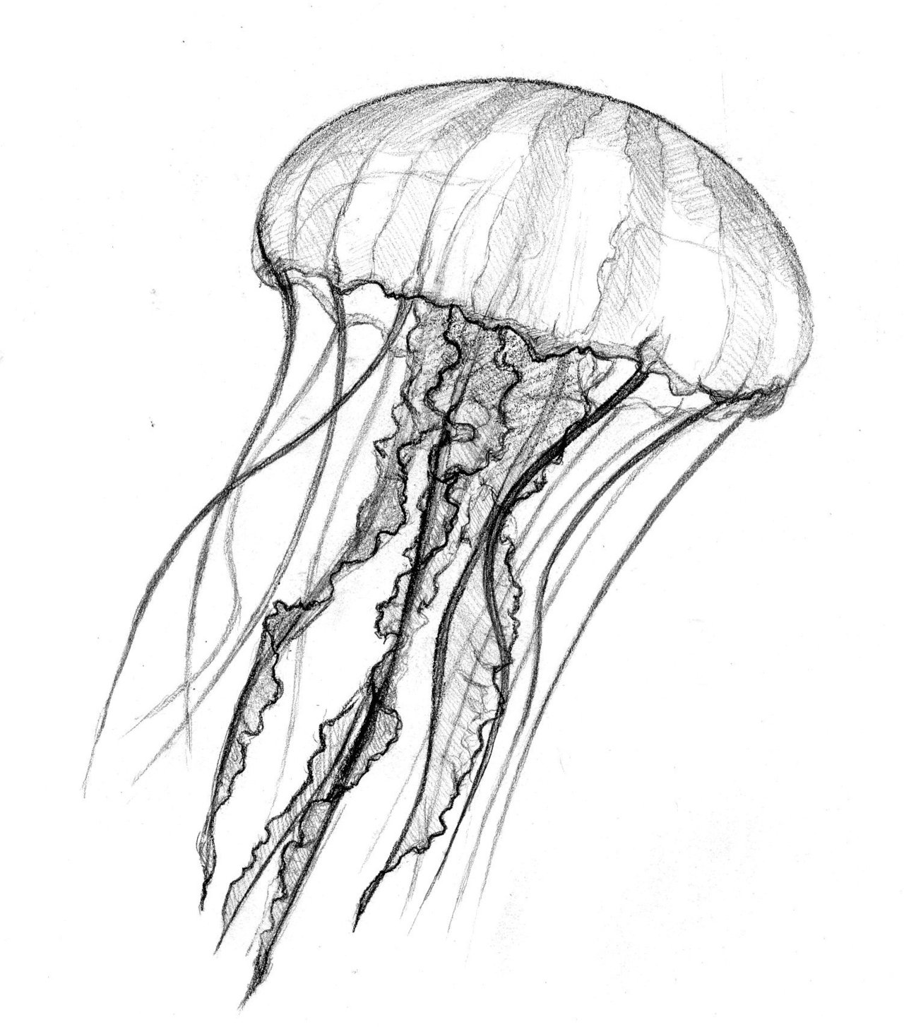 jellyfish clipart black and white - photo #25