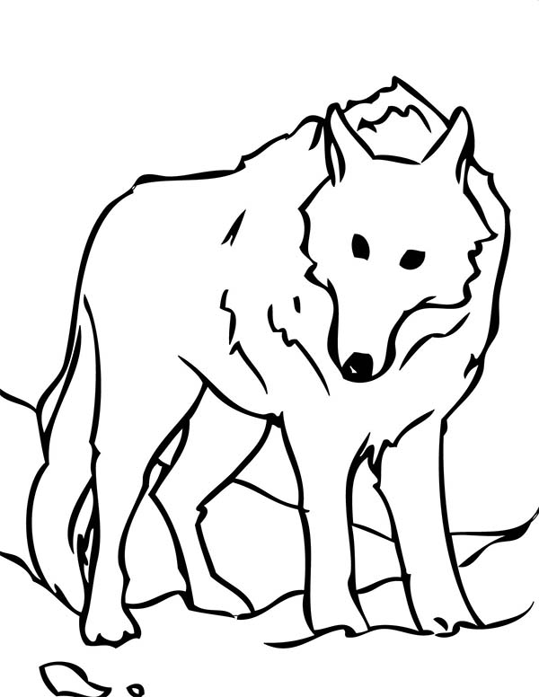 Arctic Wolf is Arctic Animals Coloring Page: Arctic Wolf is Arctic ... -  ClipArt Best - ClipArt Best