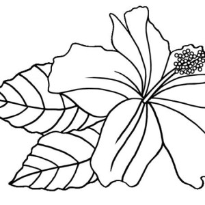 Hawaii State Flower is Hibiscus Flower Coloring Page | Color Luna