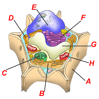 Function of Organelles