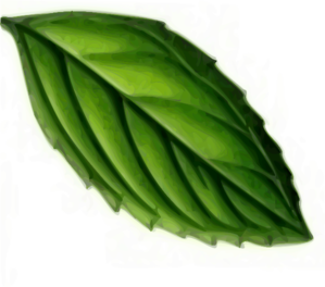 Mint Leaf clip art - vector clip art online, royalty free & public ...