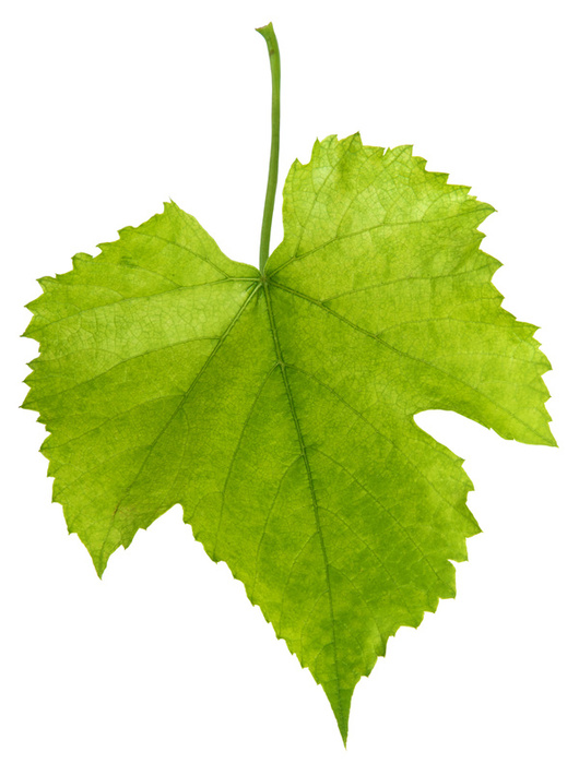 clip art grape leaf - photo #38