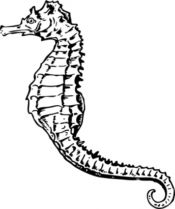 Seahorse clip art vector, free vectors