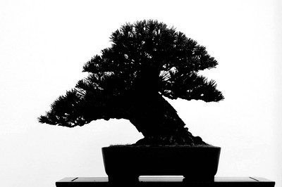 Bonsai tree: Case study: balance – follow-