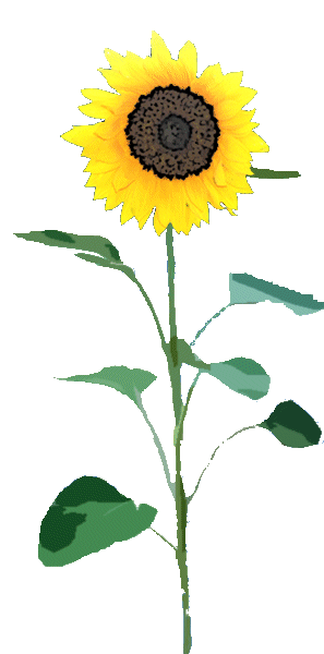 Sunflower Png - ClipArt Best