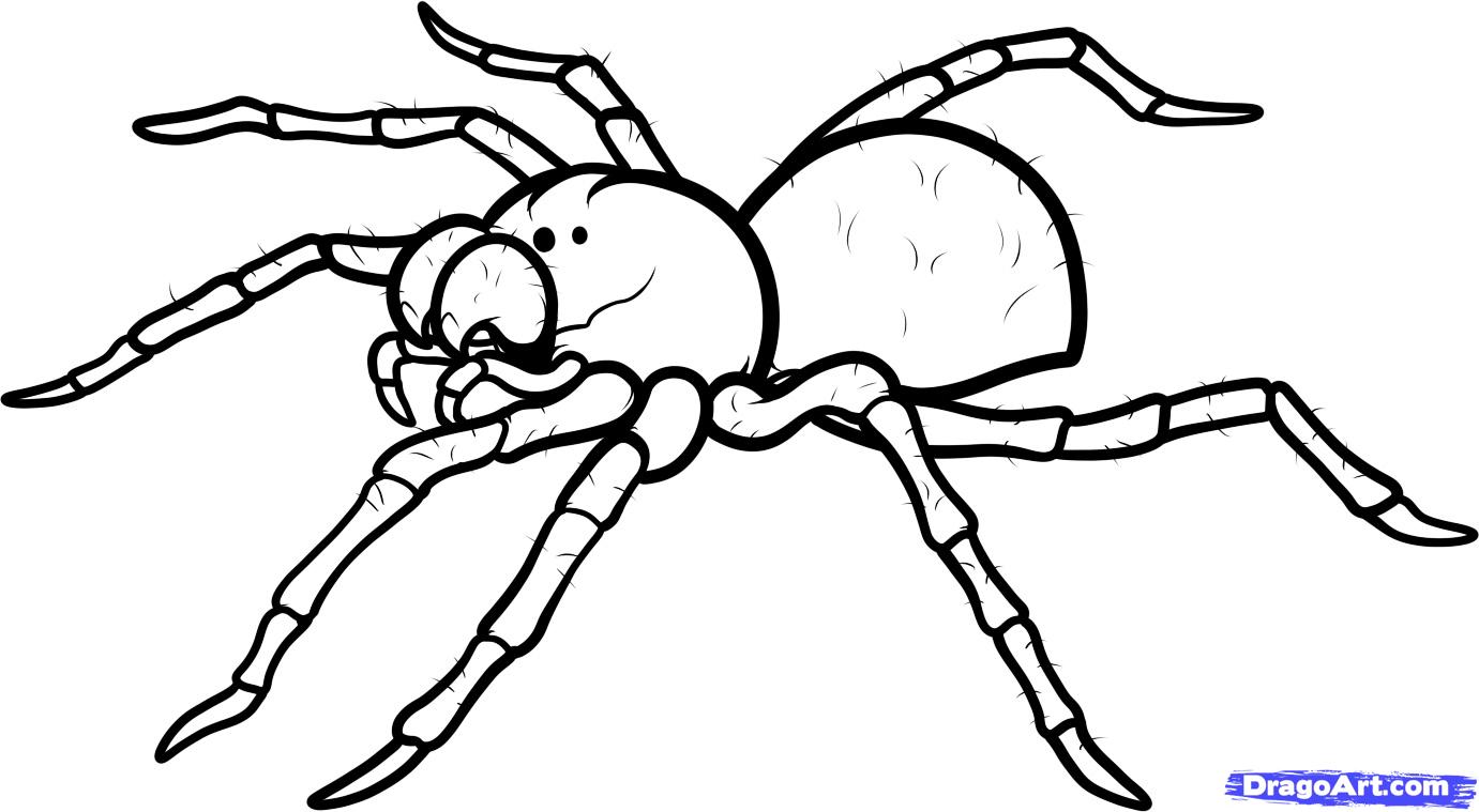 How to Draw a Spider Tattoo, Tattoo Spider, Step by Step, Tattoos ...