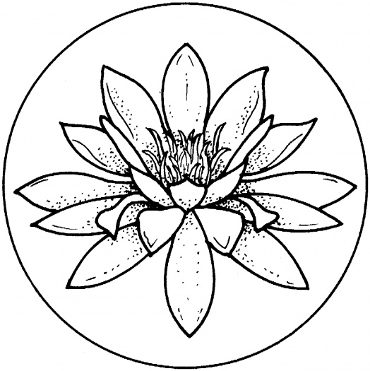 Lily Pad Line Drawing - ClipArt Best