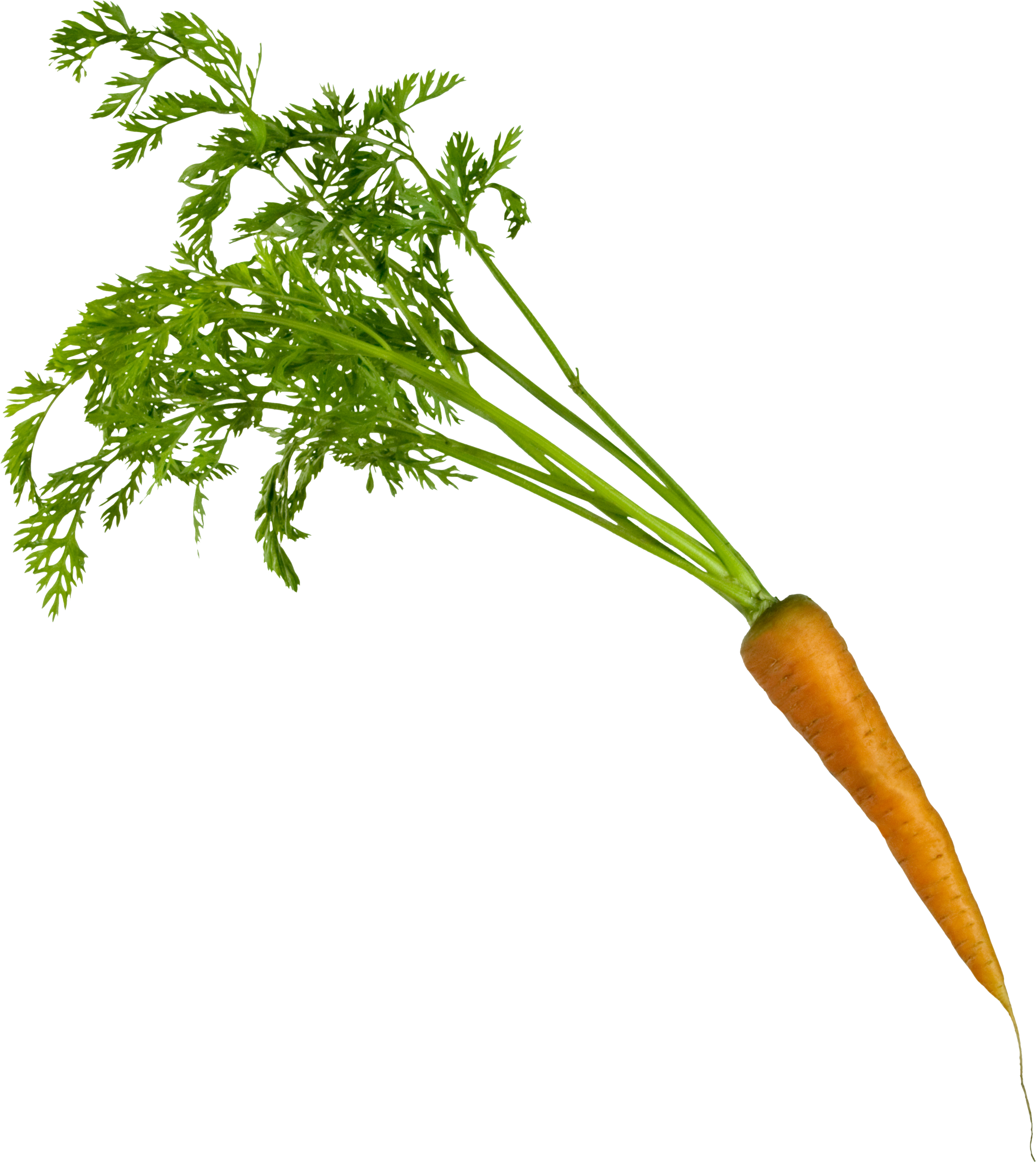 Carrot PNG image free download