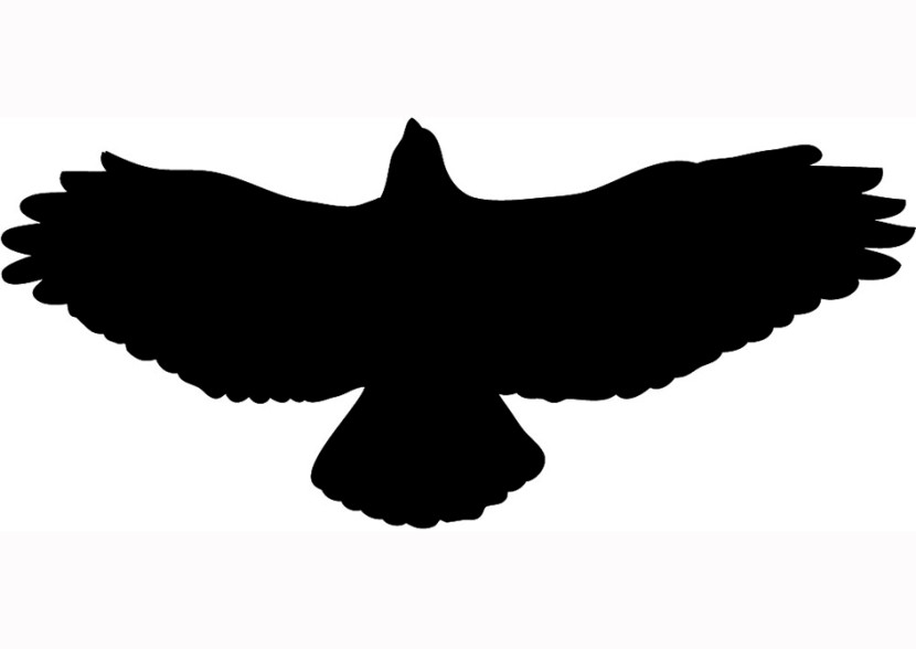 Hawk Clip Art - Tumundografico