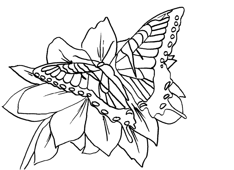 Butterfly And Flower Drawings - ClipArt Best