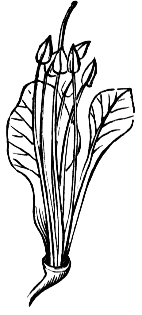 clip art buckeye leaf - photo #33