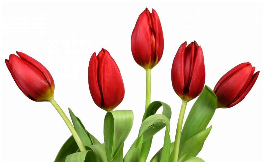 Red Tulip Images | Free Download Clip Art | Free Clip Art | on ...