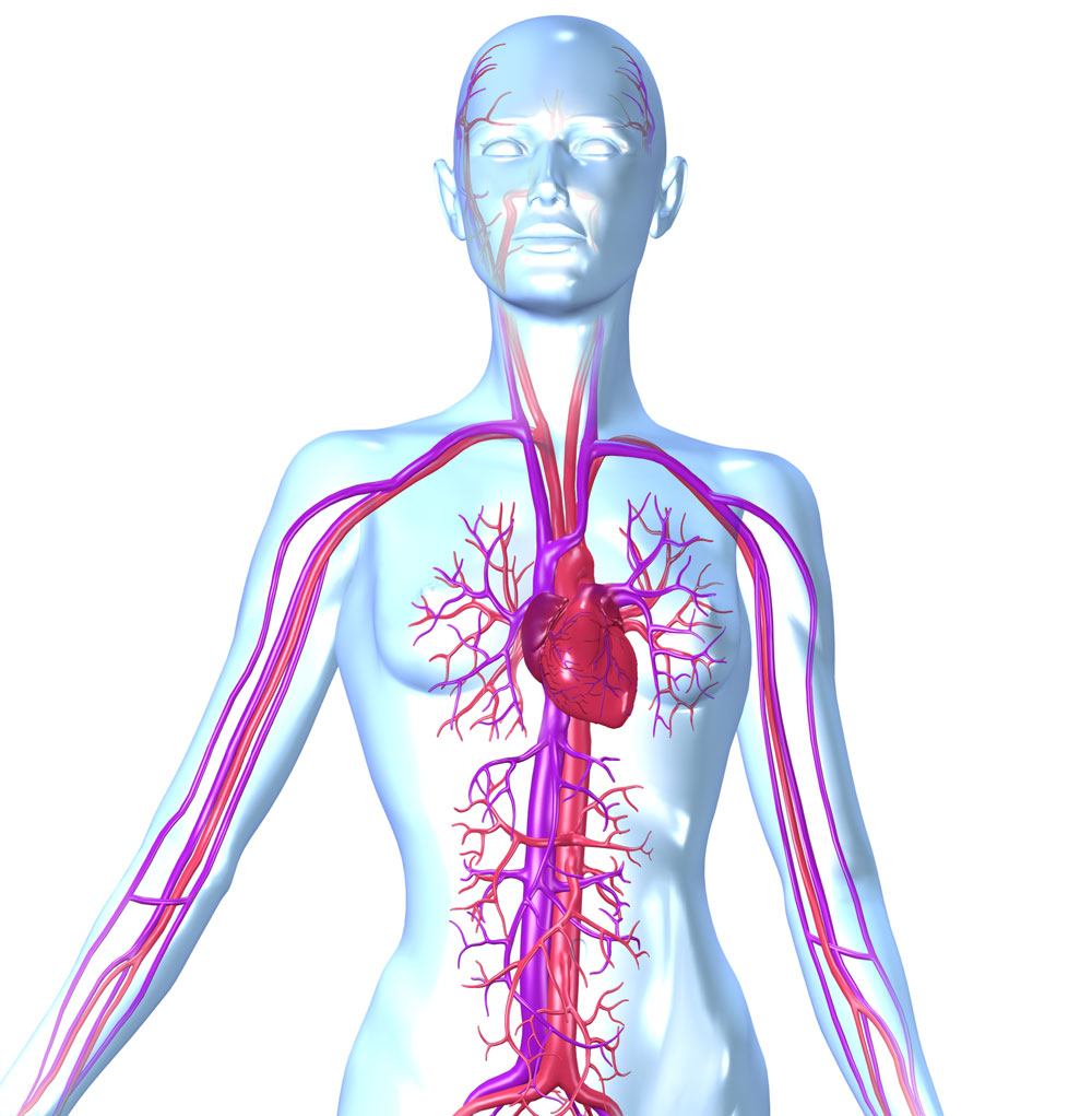 the circulatory system drawing