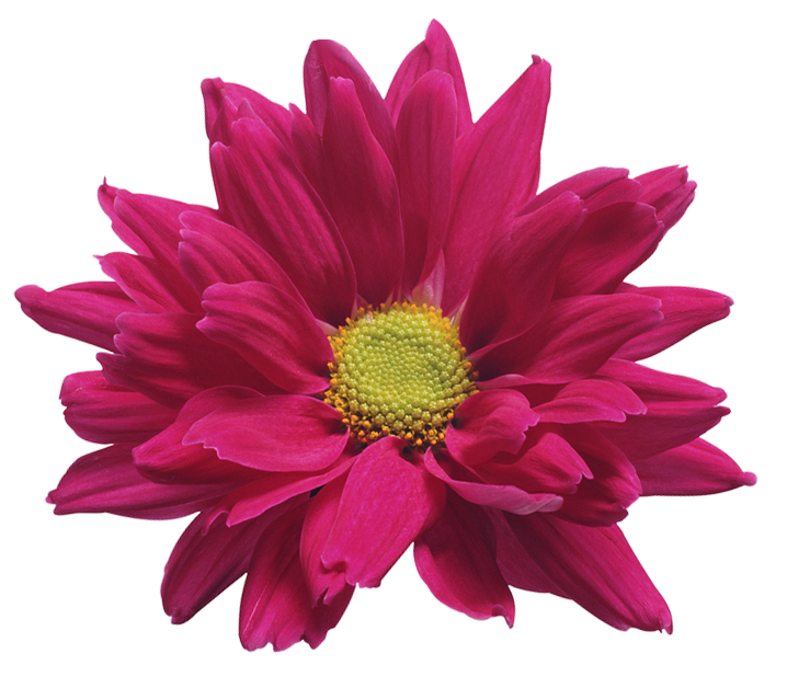 Pink Chrysanthemum Flower Transparent Clip Art Image
