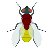 Search Results - Search Results for Insect Pictures - Graphics ...