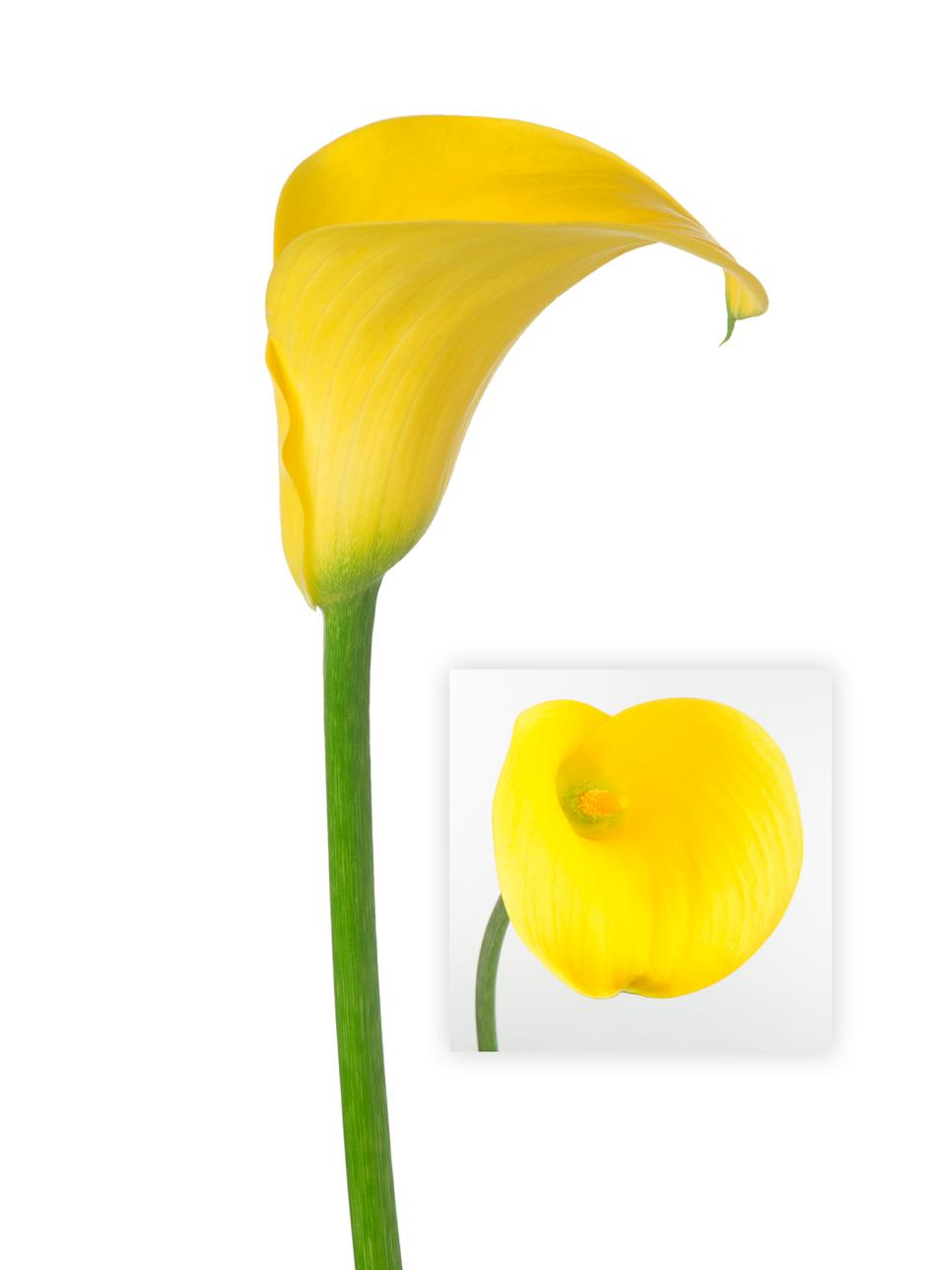 clip art calla lily flower - photo #21