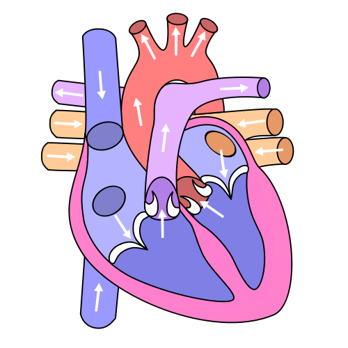 free heart anatomy clipart - photo #25