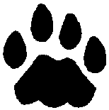 Animal Tracks - Domestic Cat (Felis catus formerly Felis domesticus)