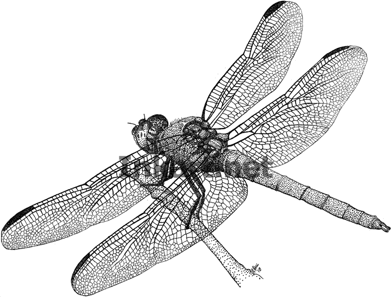 Drawing Dragonfly Clipart