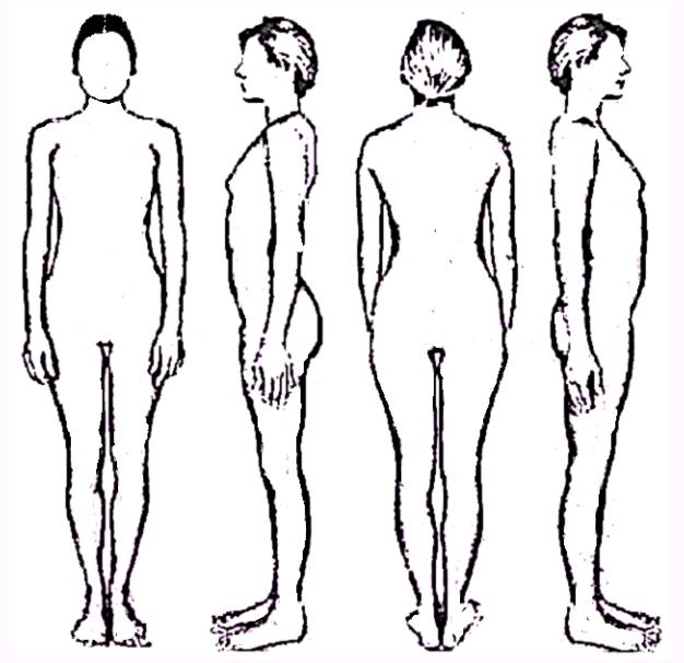 Human Body Outline Drawing - AoF.com