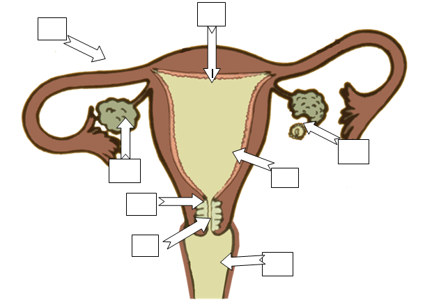 Reproductive System Archives - Page 10 of 10 - Human Anatomy Chart