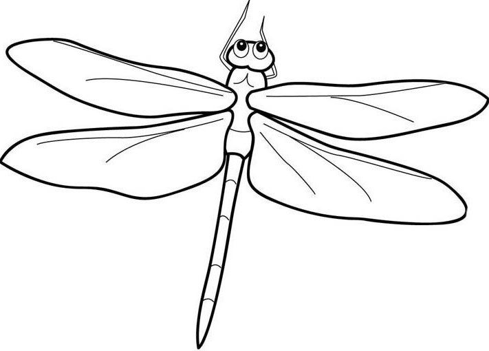 1000+ images about Dragonflies