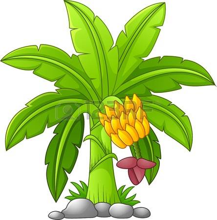 506 views Banana tree clip art